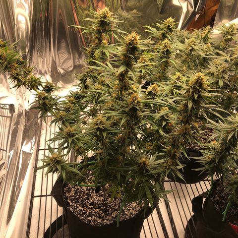 Sir Gheen of the Green (6) growlog timeline photo