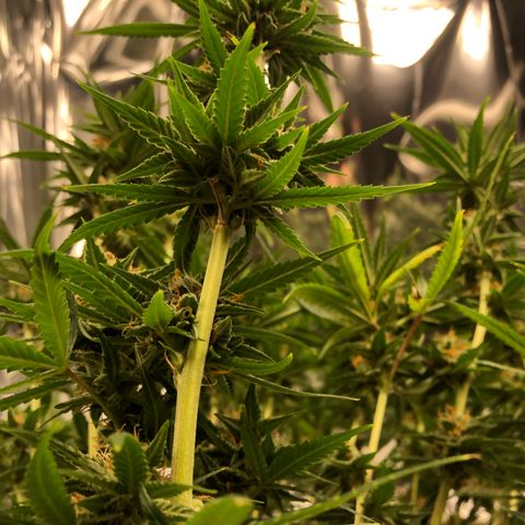 Sir Gheen of the Green (6) growlog timeline photo