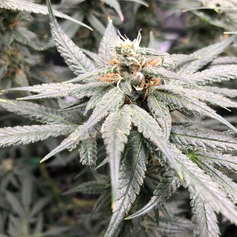 Sir Gheen of the Green (6) growlog timeline photo