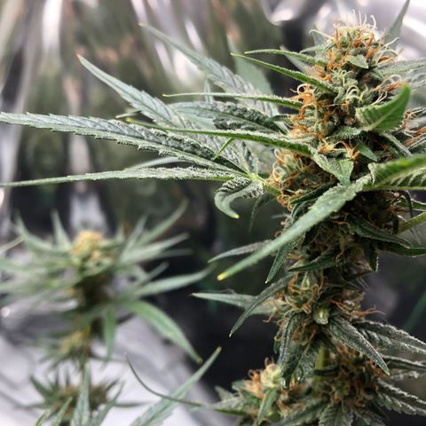 Sir Gheen of the Green (6) growlog timeline photo