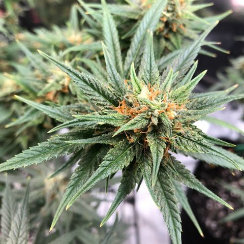 Sir Gheen of the Green (6) growlog timeline photo