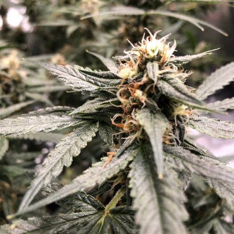 Sir Gheen of the Green (6) growlog timeline photo