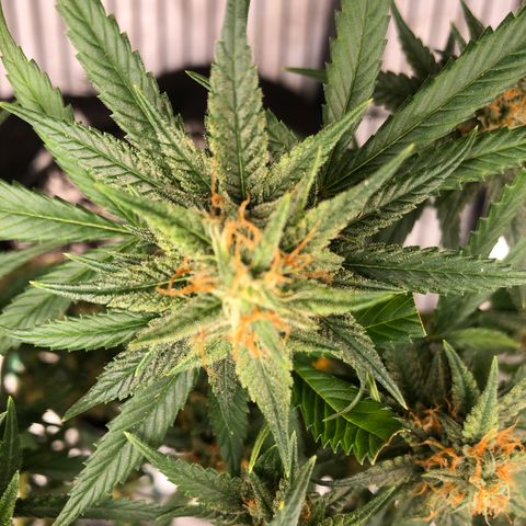 Sir Gheen of the Green (6) growlog timeline photo