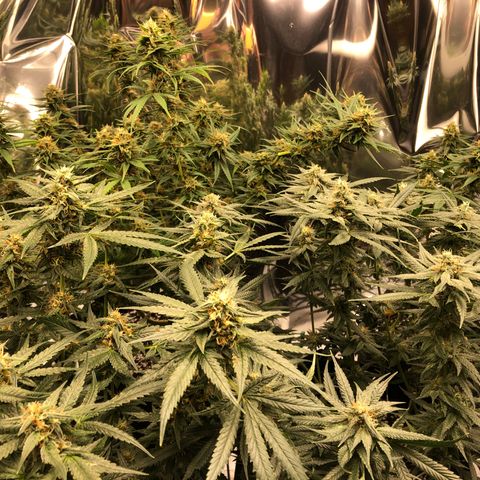 Sir Gheen of the Green (6) growlog timeline photo