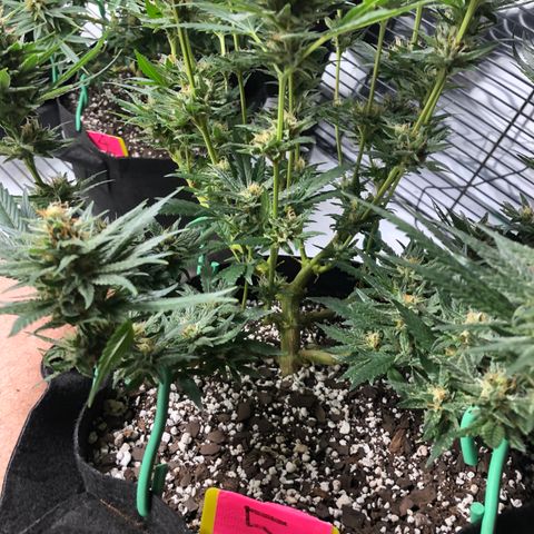 Sir Gheen of the Green (6) growlog timeline photo