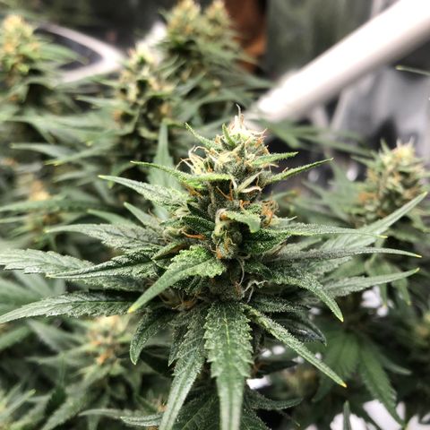 Sir Gheen of the Green (6) growlog timeline photo