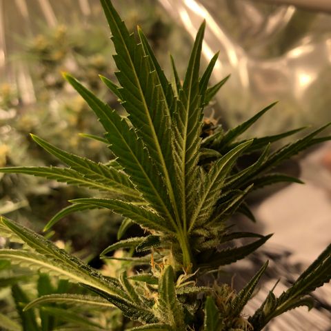Sir Gheen of the Green (6) growlog timeline photo