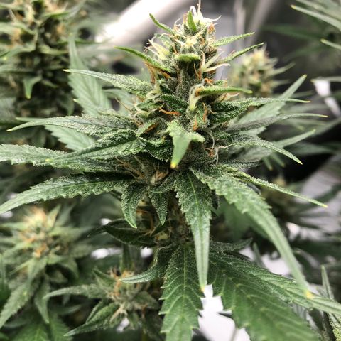Sir Gheen of the Green (6) growlog timeline photo
