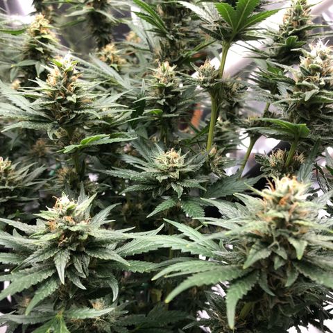 Sir Gheen of the Green (6) growlog timeline photo