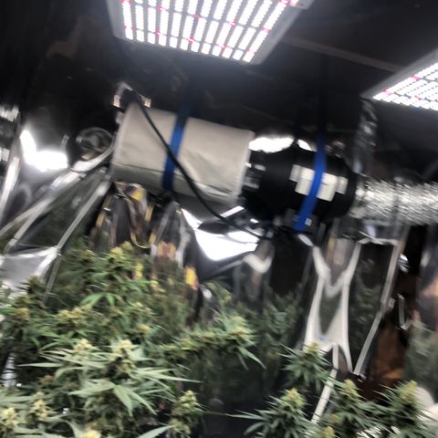 Sir Gheen of the Green (6) growlog timeline photo