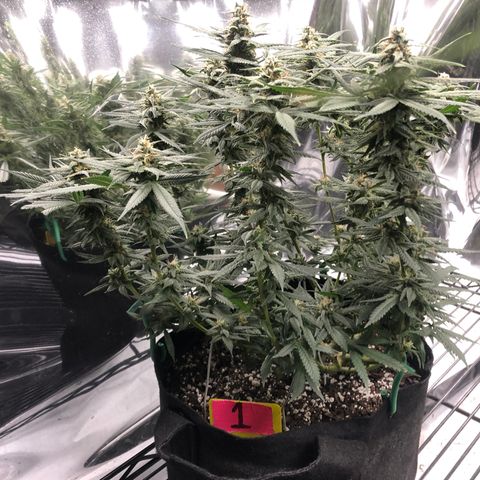 Sir Gheen of the Green (6) growlog timeline photo
