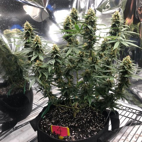 Sir Gheen of the Green (6) growlog timeline photo