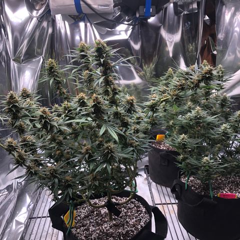 Sir Gheen of the Green (6) growlog timeline photo