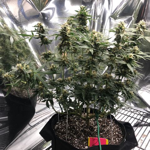 Sir Gheen of the Green (6) growlog timeline photo
