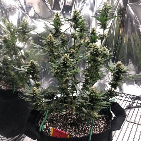 Sir Gheen of the Green (6) growlog timeline photo