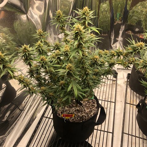 Sir Gheen of the Green (6) growlog timeline photo