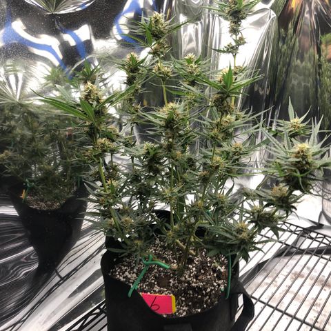 Sir Gheen of the Green (6) growlog timeline photo