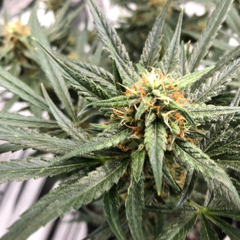 Sir Gheen of the Green (6) growlog timeline photo