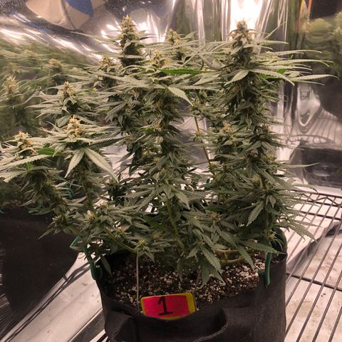 Sir Gheen of the Green (6) growlog timeline photo