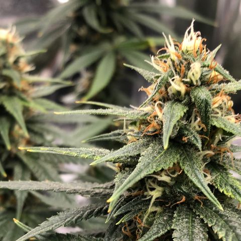 Sir Gheen of the Green (6) growlog timeline photo