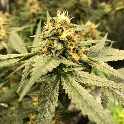 Sir Gheen of the Green (6) growlog timeline photo