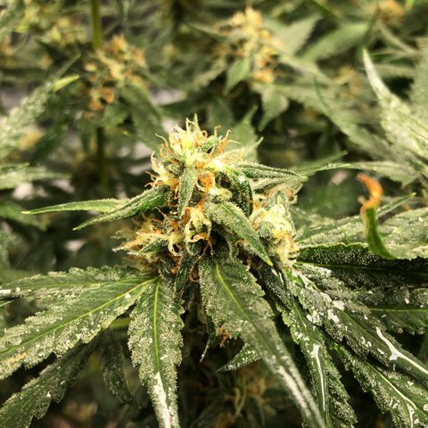 Sir Gheen of the Green (6) growlog timeline photo