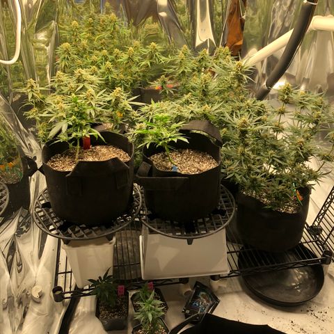 Sir Gheen of the Green (6) growlog timeline photo