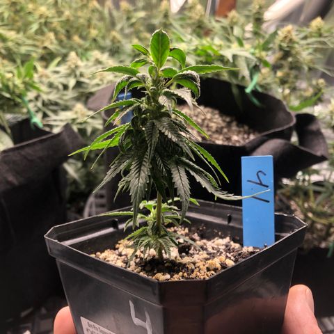 Gheen 456 growlog timeline photo