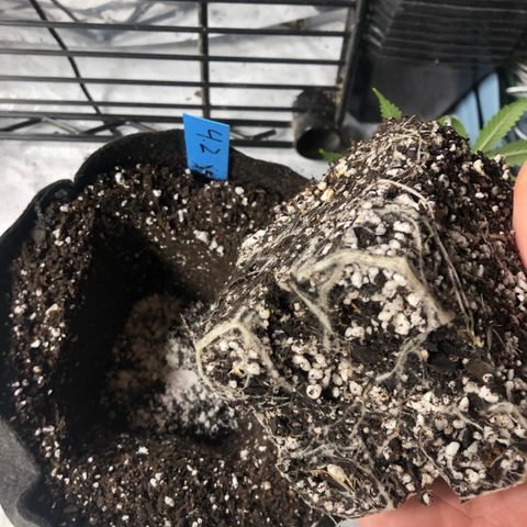 Gheen 456 growlog timeline photo