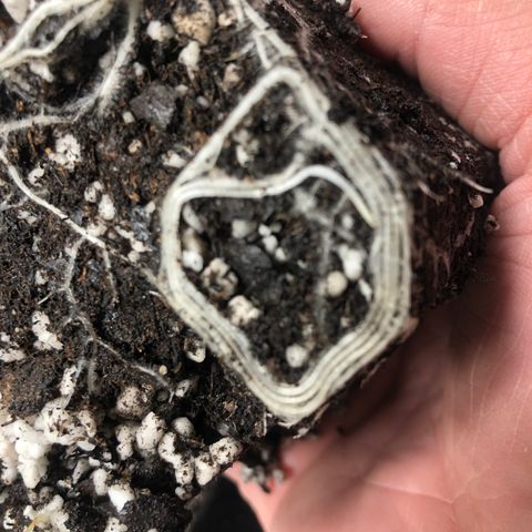 Gheen 456 growlog timeline photo