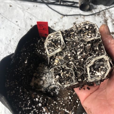Gheen 456 growlog timeline photo