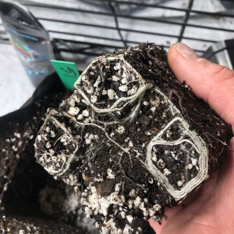 Gheen 456 growlog timeline photo
