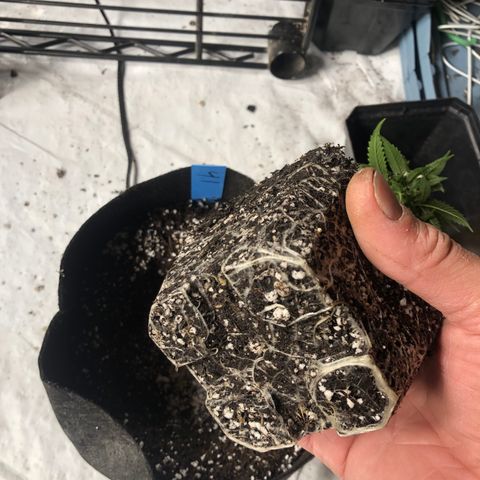 Gheen 456 growlog timeline photo