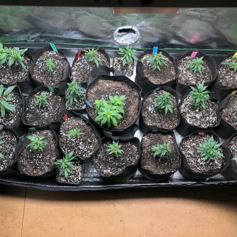 Gheen 456 growlog timeline photo