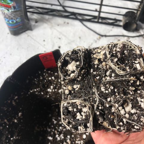 Gheen 456 growlog timeline photo