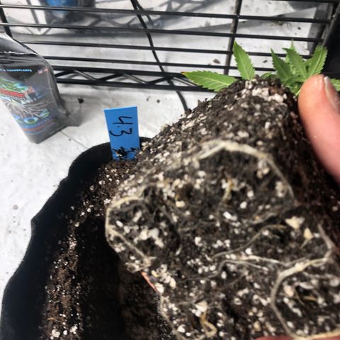 Gheen 456 growlog timeline photo