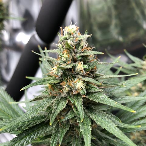 Sir Gheen of the Green (6) growlog timeline photo