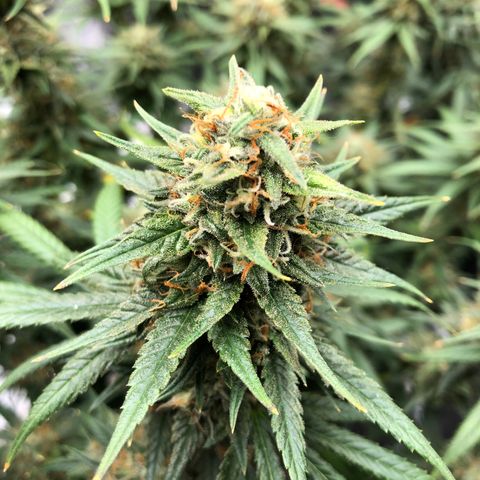 Sir Gheen of the Green (6) growlog timeline photo