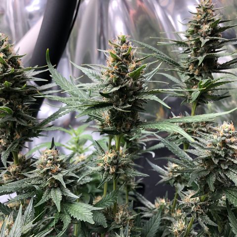 Sir Gheen of the Green (6) growlog timeline photo