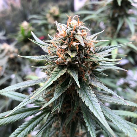 Sir Gheen of the Green (6) growlog timeline photo