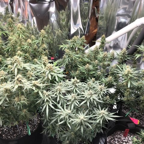 Sir Gheen of the Green (6) growlog timeline photo