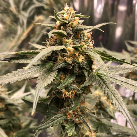 Sir Gheen of the Green (6) growlog timeline photo
