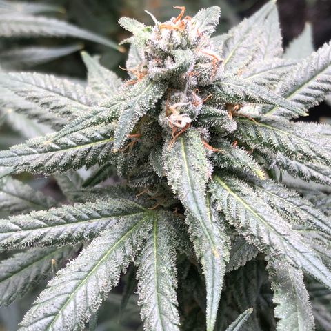 Sir Gheen of the Green (6) growlog timeline photo