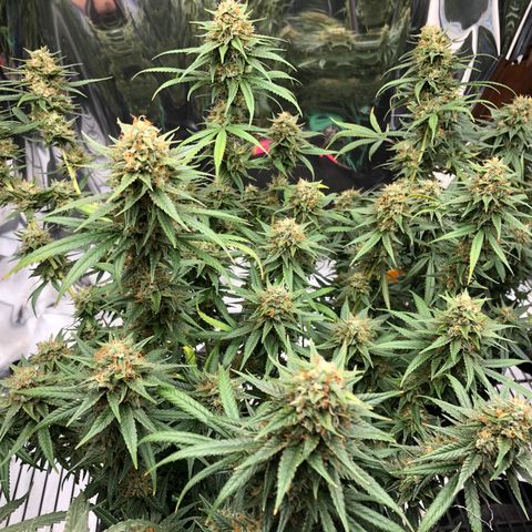 Sir Gheen of the Green (6) growlog timeline photo