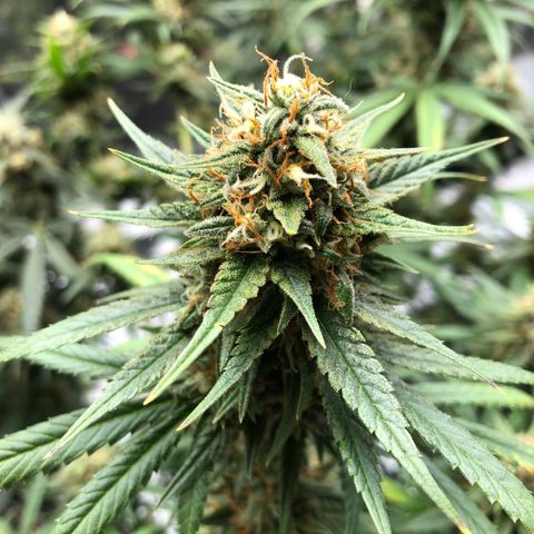 Sir Gheen of the Green (6) growlog timeline photo
