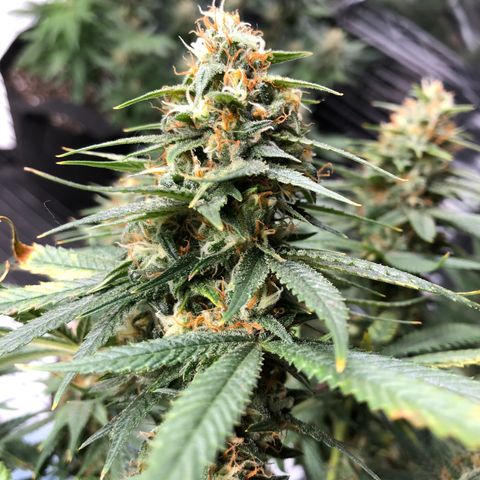Sir Gheen of the Green (6) growlog timeline photo