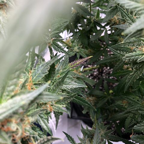 Sir Gheen of the Green (6) growlog timeline photo