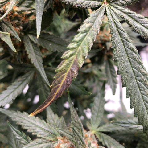 Sir Gheen of the Green (6) growlog timeline photo