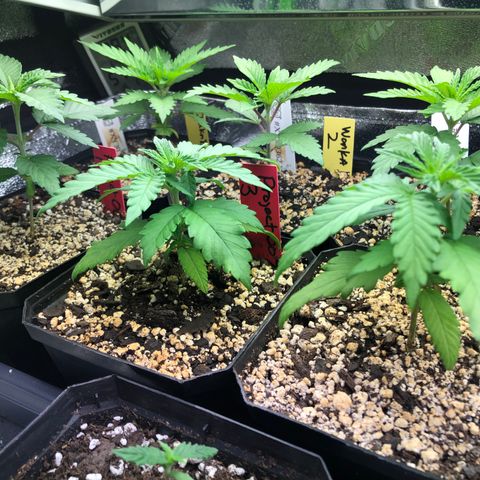 Wonka Bars #3 growlog timeline photo