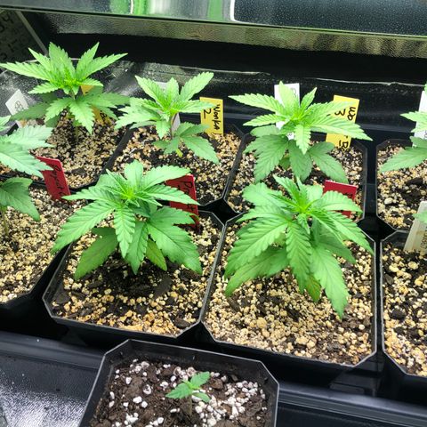 Wonka Bars #3 growlog timeline photo